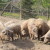 Afrička svinjska kuga potvrđena je na farmi mangulica, eutanazirano 81 grlo