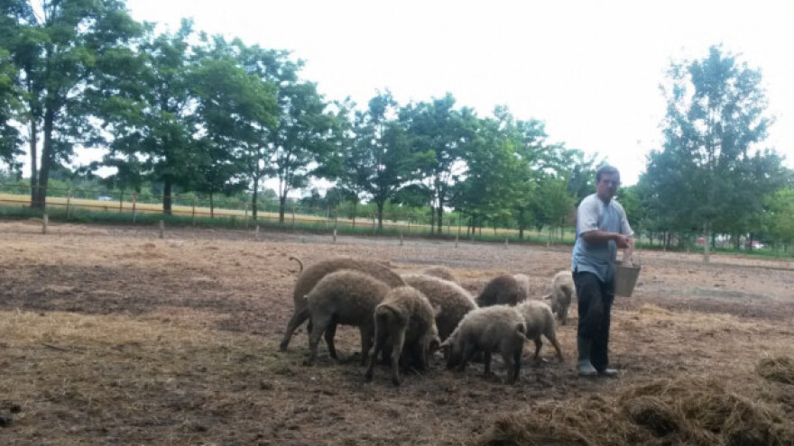 Najniže cijene svinja i odojaka u Slavoniji?