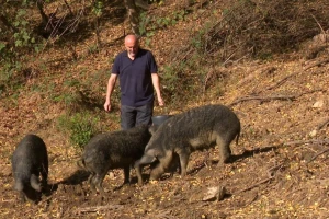 Napustio ovce i kupio mangulice - slanina i mast sve traženiji?