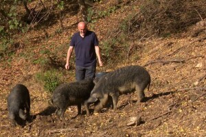 Napustio ovce i kupio mangulice - slanina i mast sve traženiji?