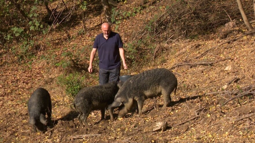 Batalio ovce i kupio mangulice - slanina i mast sve traženiji?