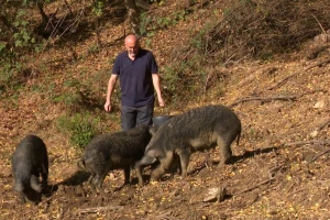 Batalio ovce i kupio mangulice - slanina i mast sve traženiji