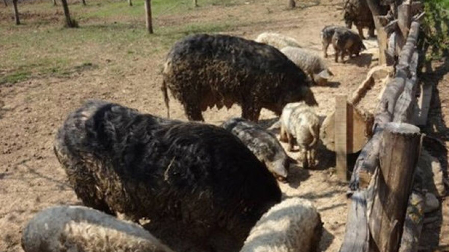 U uzgoju mangulice prepoznao svoju šansu!