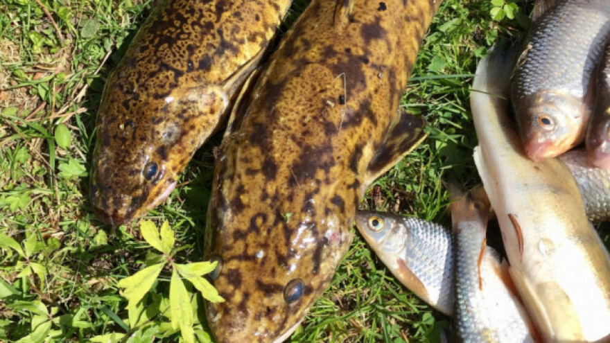 Ribiči u pripremama za pecanje manića