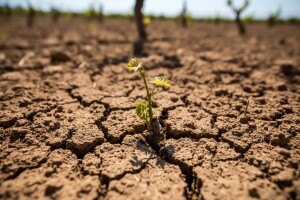 Manjak kiše prijeti vinovoj lozi