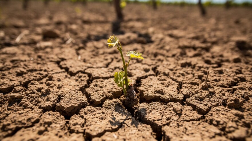 Manjak kiše prijeti vinovoj lozi
