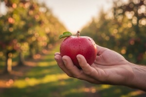 Manje jabuka, ali kvalitetnije