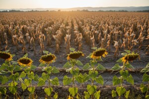 Manje kukuruza, repe i suncokreta