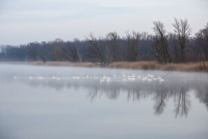 Manje ptica močvarica na Lonjskom polju