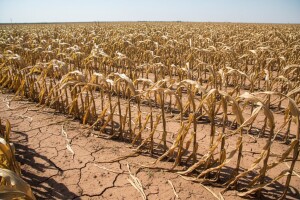 Manji prinos kukuruza u SAD-u, očekuje se rast cijena