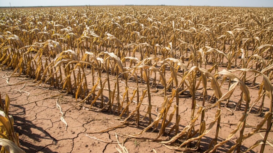 Manji prinos kukuruza u SAD-u, očekuje se rast cijena