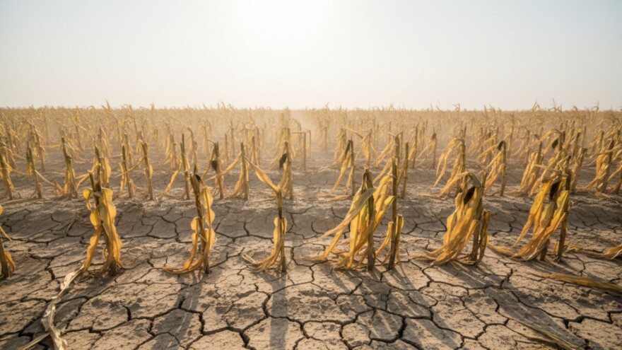 Manji prinosi, ali i upitan kvalitet stočne hrane!