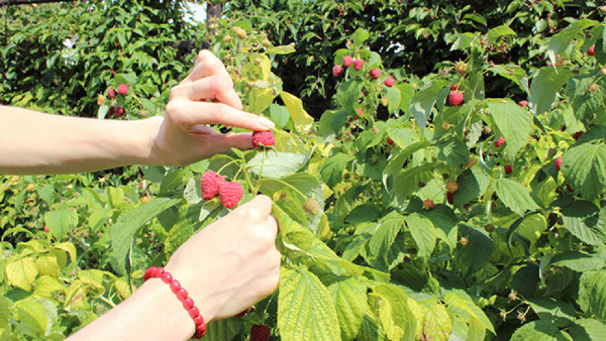 Manji prinosi maline, no niču novi zasadi