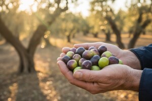 Manji urod, ali ulje će biti vrhunsko