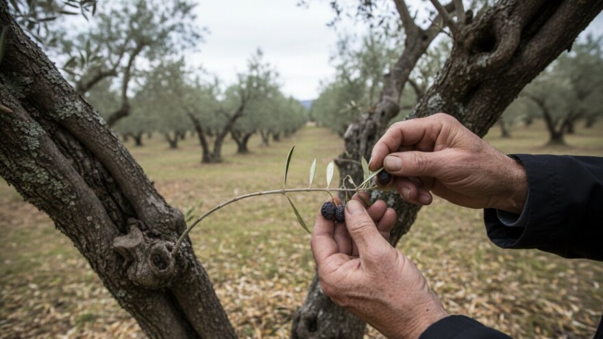 Manji urod maslina, skuplje ulje