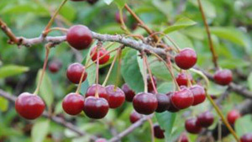 Maraška dobila monografiju