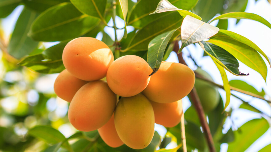 Očekuju se najgori prinosi kajsija u poslednjih 30 godina