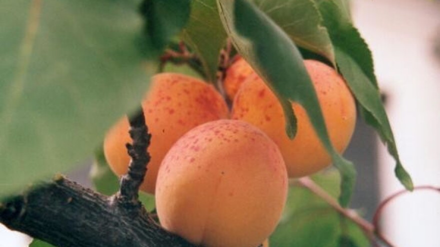 Zašto propadaju marelice?