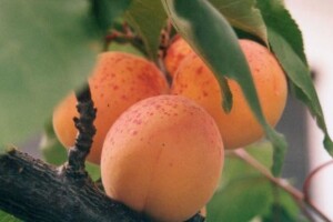 Bolesti prijete voćnjacima i vinogradima
