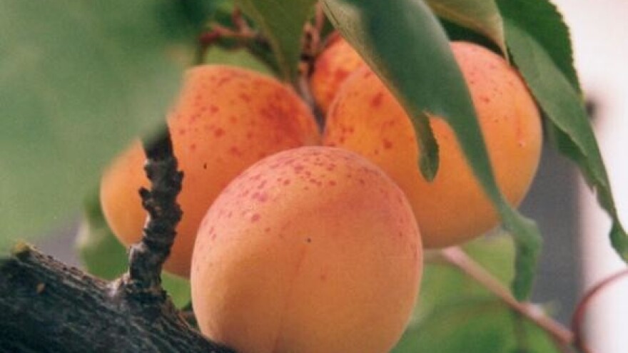 Bolesti prijete voćnjacima i vinogradima