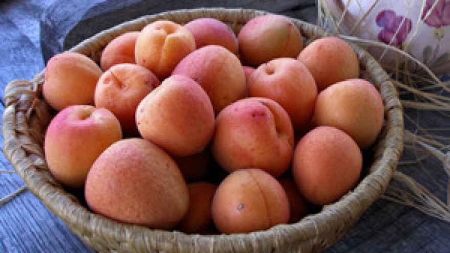 Marelica cijenjena, ali ćudljiva voćka