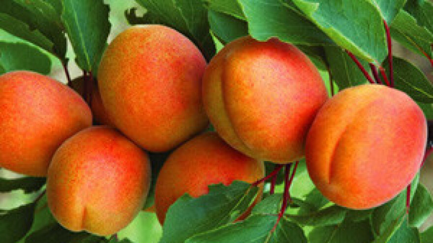 Zaštita koštičavog voća