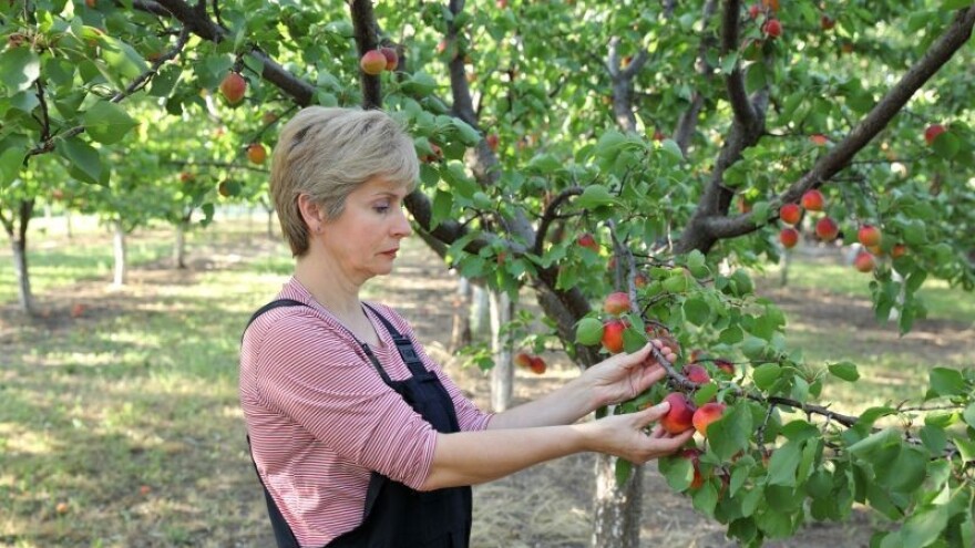Aljmaške marelice osvajaju Europu