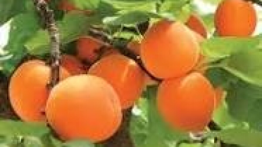 Zaštita koštičavog voća