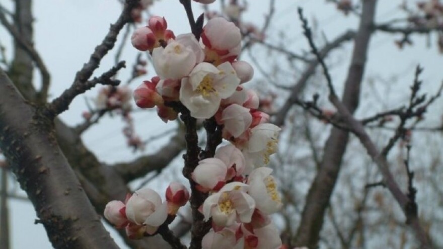 Vrijeme poludjelo - procvjetali voćnjaci!