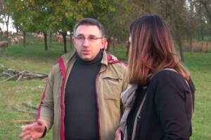 75 posto manje rasplodnih krmača!