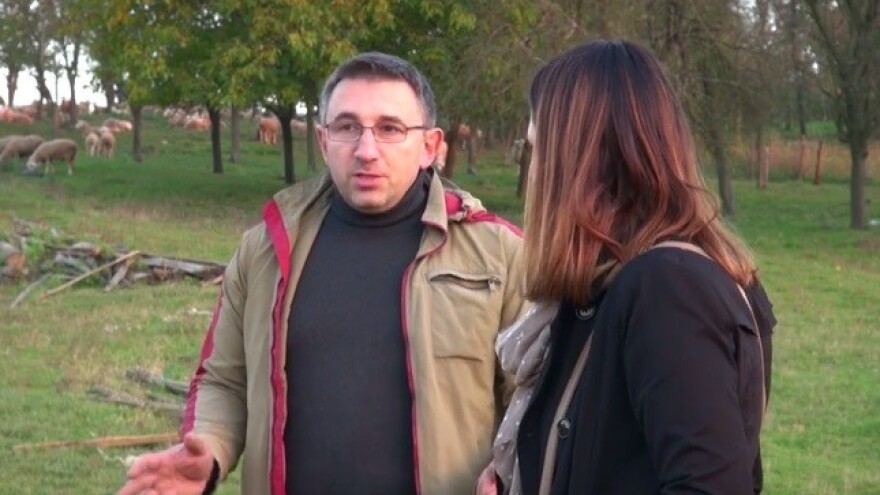 75 posto manje rasplodnih krmača!