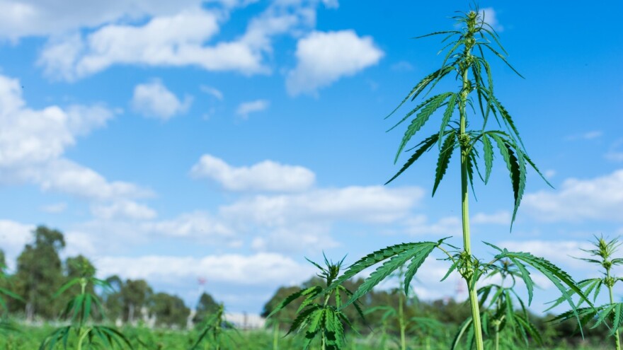 Na državnoj zemlji kod Zadra uzgajao gotovo osam tisuća stabljika marihuane