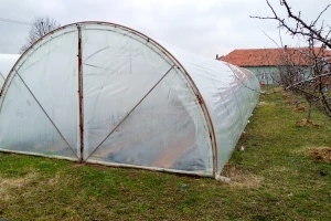 Kanabis u plasteniku: Komšije mislile da gaji paradajz