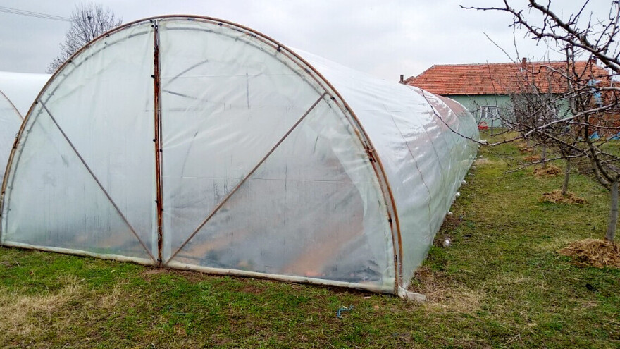 Kanabis u plasteniku: Komšije mislile da gaji paradajz