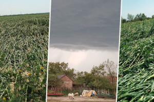 Žetva suncokreta i kukuruza? Ove godine je na istoku Hrvatske neće biti