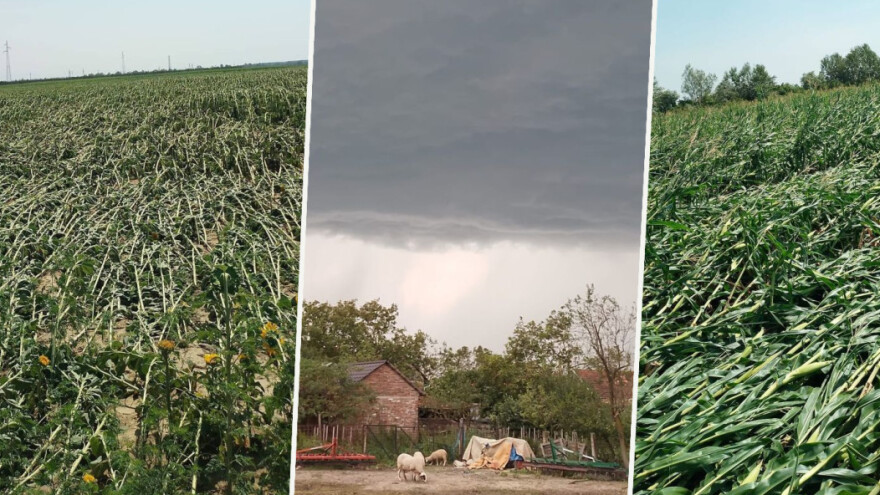 Žetva suncokreta i kukuruza? Ove godine je na istoku Hrvatske neće biti
