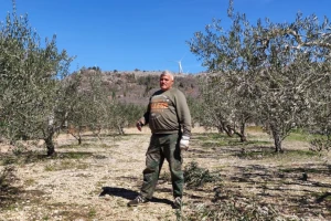 Mario Eremut: Rezidba maslina zahtijeva najviše znanja i umješnosti