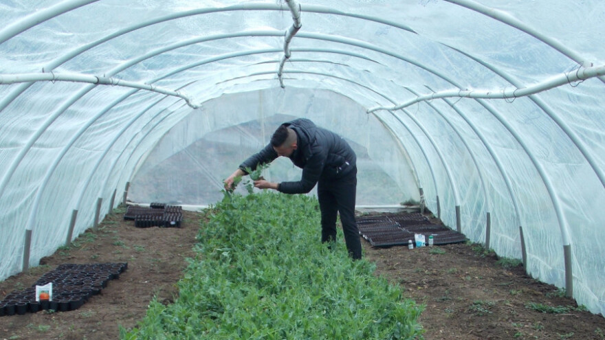 Marin Gorjanac - uspešan mladi povrtar