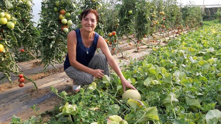 Lubenice na foliji, a uzgoj dinja ananas sličan proizvodnji krastavca