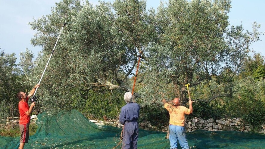 Marino Pripuzović: Volio bih da stvorimo zadrugu malih eko proizvođača maslinovog ulja i zajedno idemo na tržište