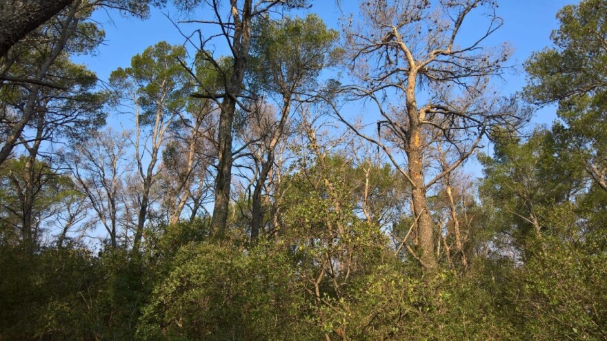Potkornjak uništava Marjan, idući tjedan kreće sječa