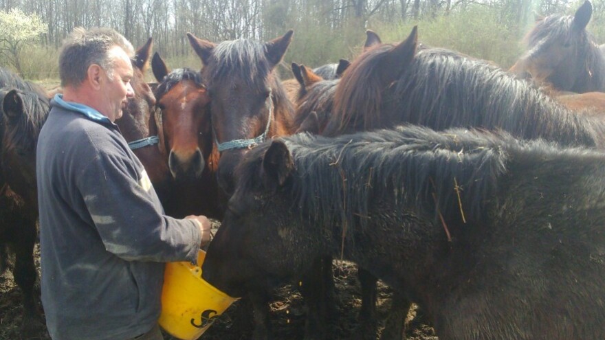 Evakuirana stoka sa poplavljenih pašnjaka