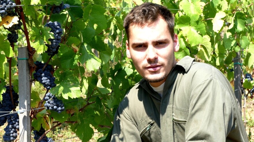 Sadnice iz Francuske - vinograd između Višegrada i Užica