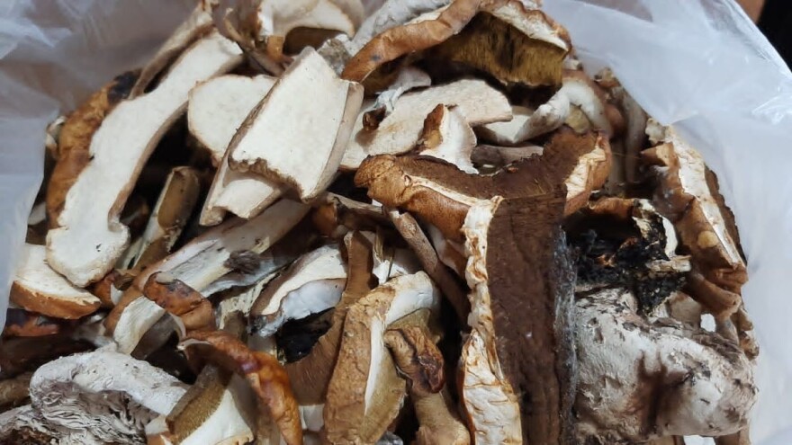 Marinirani ili ajvar sa vrganjima: Kako preraditi ovu gljivu na više načina?