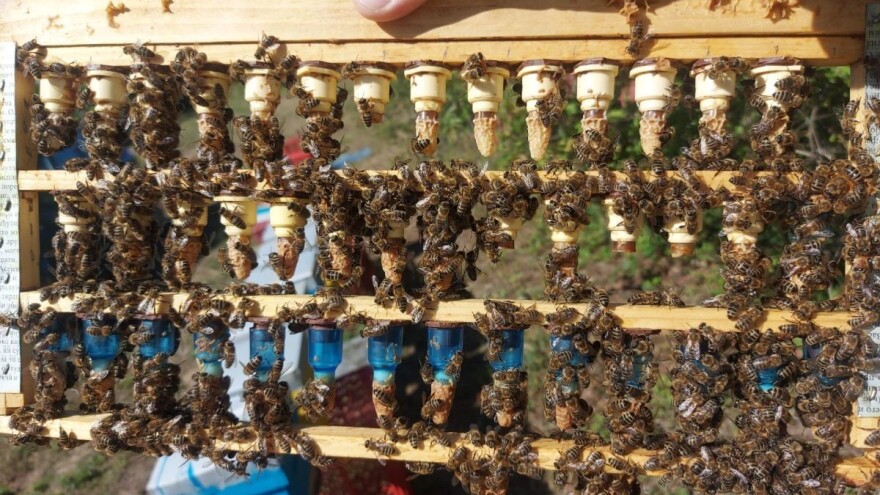 Svaki pčelar je mala oplodna stanica, poručuje Marko Mašić