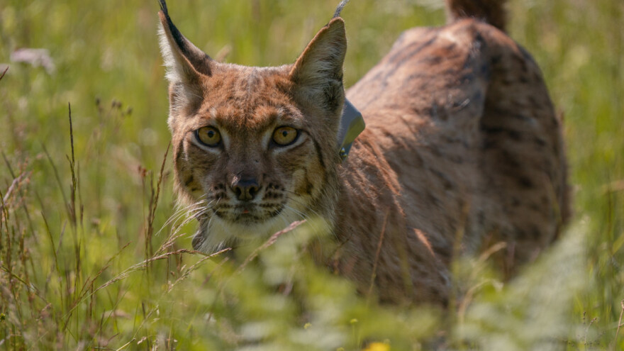 Stigao Ljubo, peti ris naseljen u Hrvatsku iz Karpata