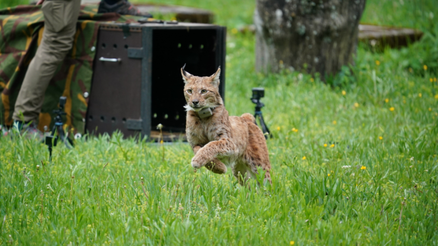 Novi stanovnik Velebita, ris Pino dobio ime kao znak podrške Italiji