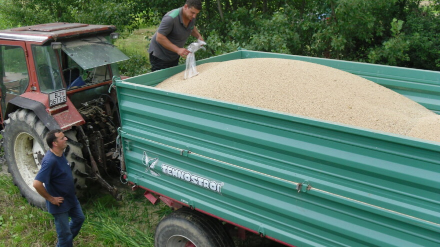 Marko Starčević u poljoprivredu je zakoračio već nakon osnovne škole: Mlijekom pokrivam troškove ako podbace usjevi i obratno