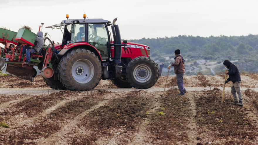 Niče veliki vinograd na Šolti gdje autohtone sorte sade na starohrvatski uzgojni oblik