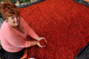 Proizvodnja marmelade punom parom